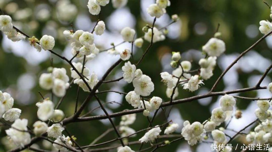赵师雄|清朝无名氏一首无题诗,颇有李商隐的风采,通篇写得很有韵味!