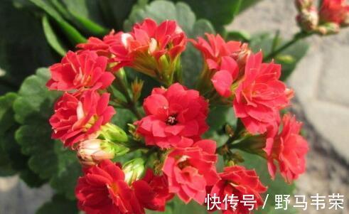 中秋前,3种东西扔盆里,长寿、蟹爪兰猛开花,肥效管1年