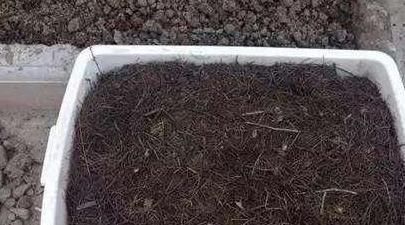 养花的旧土,加点料,秒变营养土,“肥的流油”,养啥花都旺