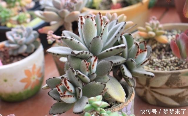 八年|一颗八年没换过盆的月兔耳