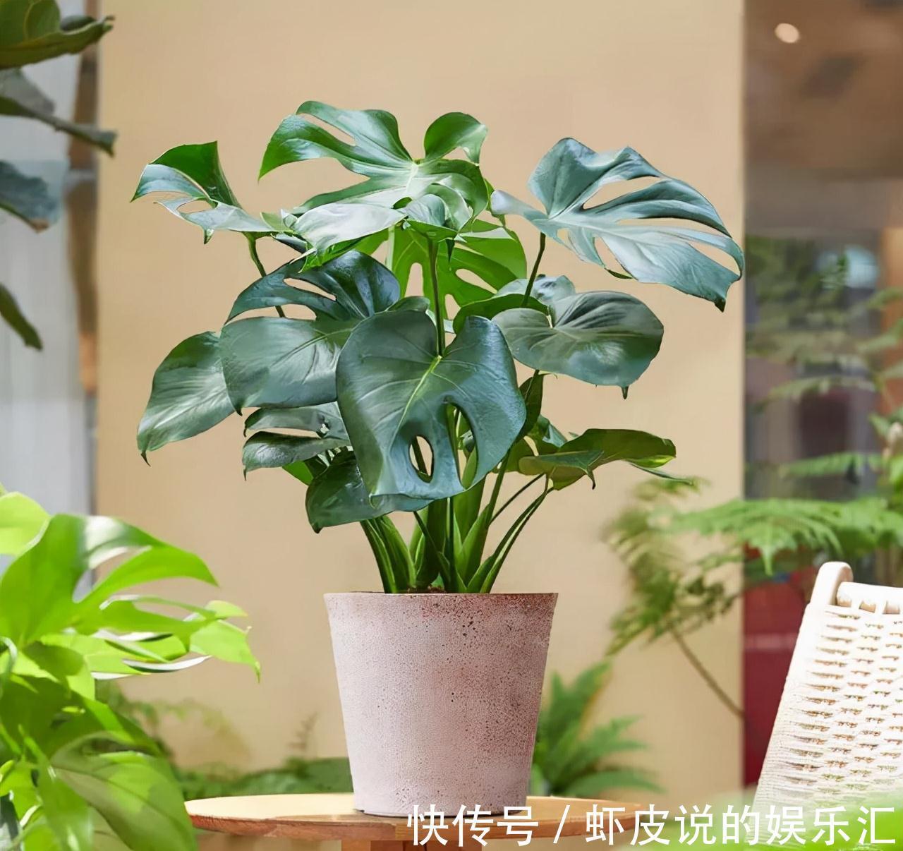 植物|7种“懒人花”，漂亮又好养，客厅养一盆，大气吉祥，养人又旺家