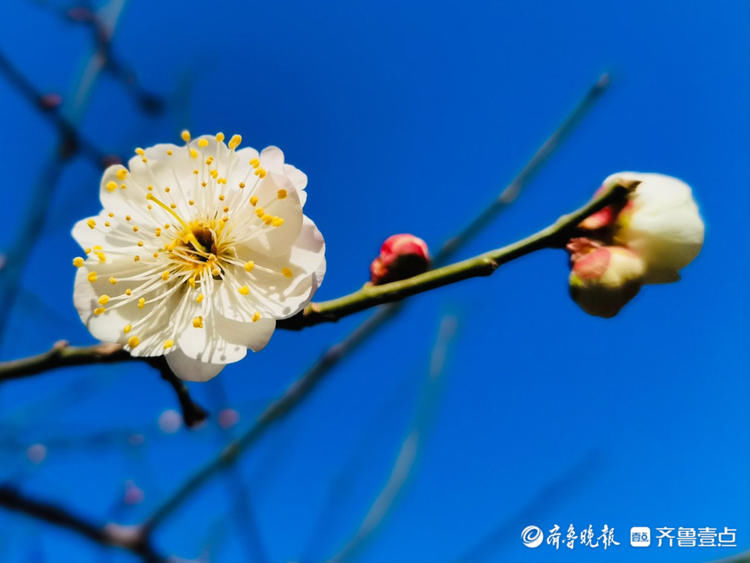 看！朵朵白梅俏立枝头，春的味道愈加浓厚你感受到了吗|情报站| 看！朵朵白梅俏立枝头，春的味道愈加浓厚你感受到了吗\＂,\＂i16\＂:\＂情报站