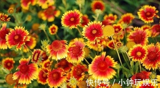 农历八月二十三秋分后，养什么花？以下3种花，长长久久吉祥如意