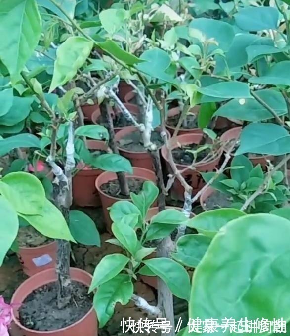 三角梅换盆套个“方便袋”,怎么折腾都不黄,成活率百分百!