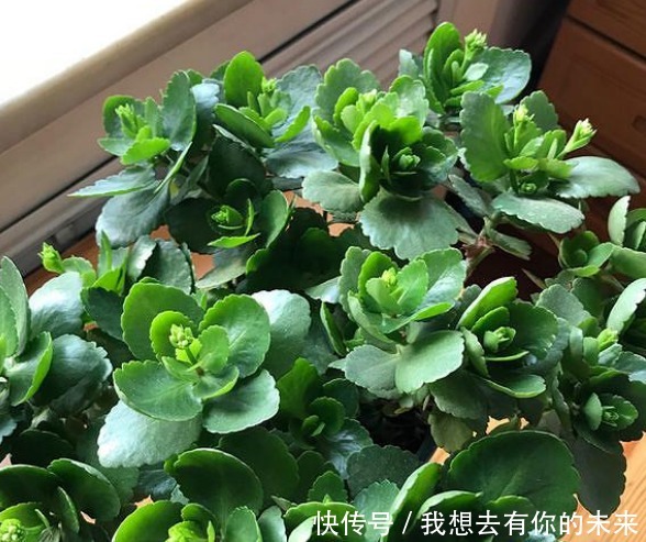 光照|长寿花“疯长”叶子没花苞,喷上“1种水”,15天后花开满盆