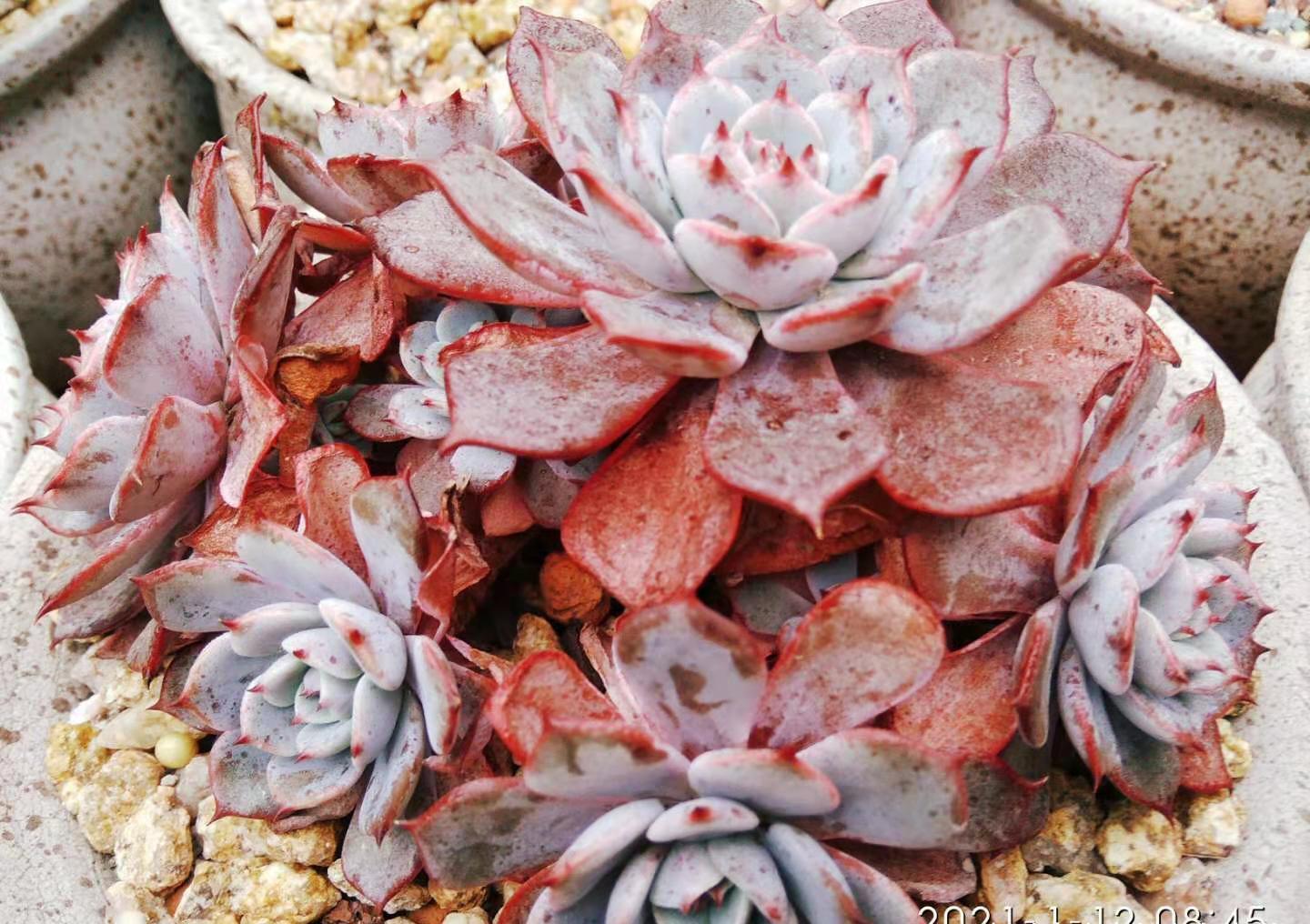 放在楼顶的多肉虽有轻微冻伤,但问题不大,目前依然还在坚持露养