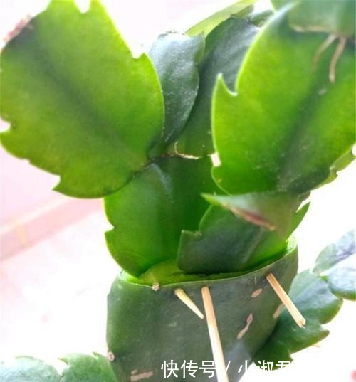 四月蟹爪兰需“虐养”,多掐芽勤控水,“撒欢长”绽放层叠群兰