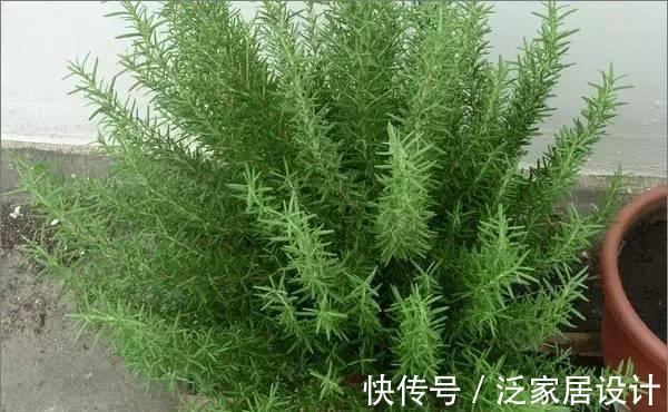 迷迭香|6种“漂亮花”,阳台种一盆,能凉拌能泡茶,生长泼辣,开花多