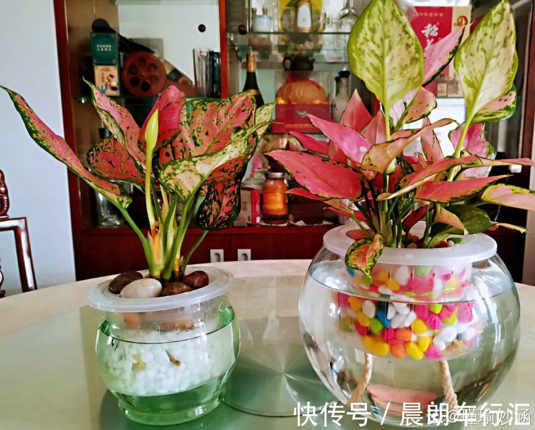 绿萝可以扔了,养盆“格调”花,颜值高还有气质