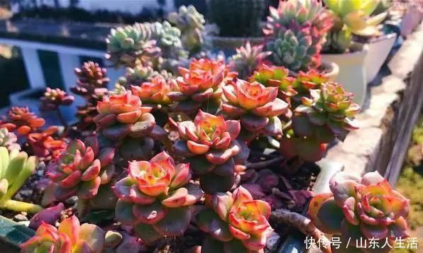 多肉|李大姐养多肉10多年,总结6个好品种,新手也能养成“漂亮老桩”