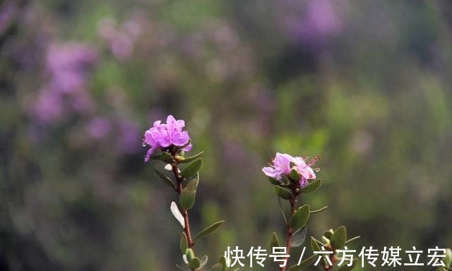 杜鹃花|青海夏季的山坡是这么的美丽，杜鹃花是最好的花