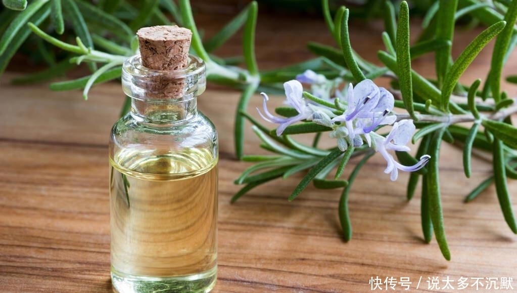 “迷迭香”闻起来是香,但是养起来很烦?谁告诉你的,其实很简单