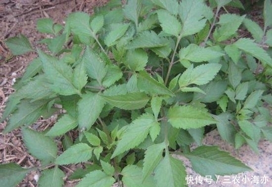 野草|这种草以前见了就想拔掉, 如今却是宝贝, 治病是一绝