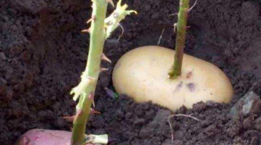 1个土豆就种出10盆月季,买花钱都省了