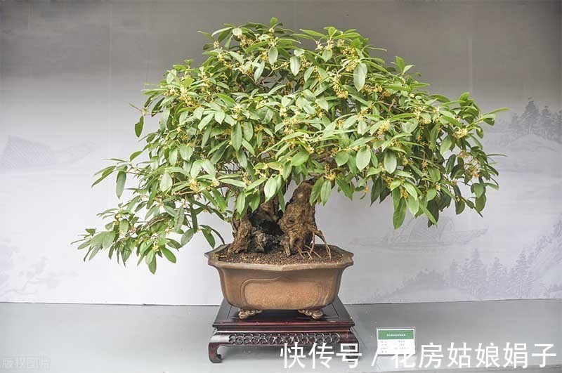 失误|养殖盆景花卉注意6点,简单的1点失误,就是你养不好它的原因