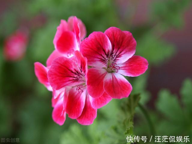 她家只养一种花，一年四季有花赏，原因是做好了四件事