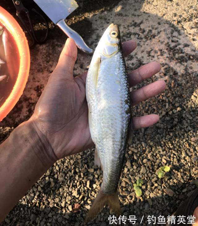 冬天的白条比夏天还多,掌握方法,想吃多少钓多少