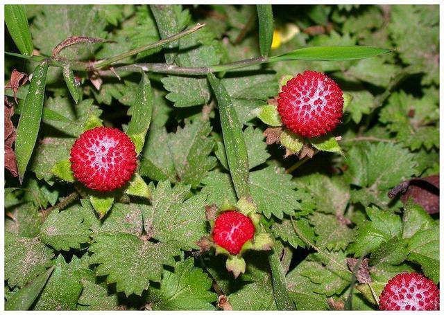 野菜|农村路边这种野果,儿时老人叮嘱不能吃,长大后才知道它价值珍贵
