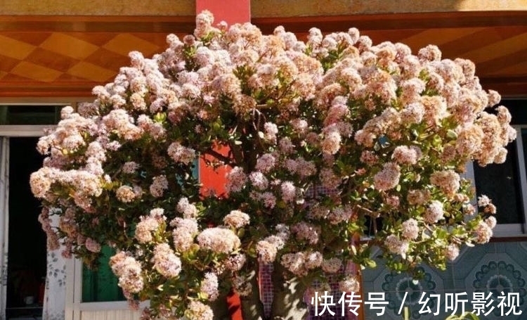 盎然|冬天养玉树,做好2点,枝肥叶壮、杆子壮实、绿意盎然