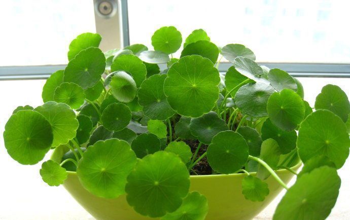 太阳大|这6种花就喜欢水多,夏天越浇越爆盆,一缺水就焉了