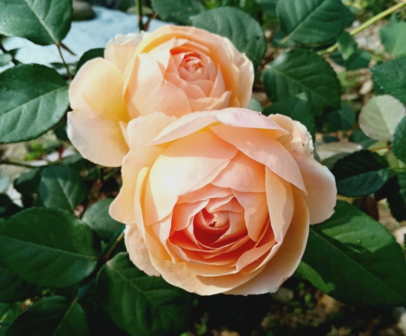 4种花好养易活，旺财又养人，开花红红火火，旺财又旺运！