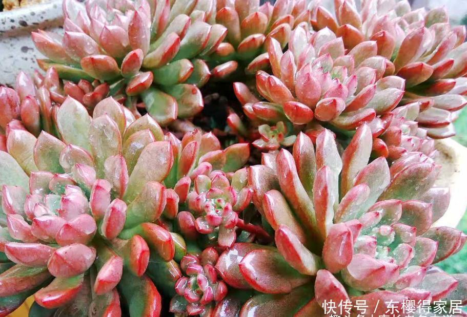 红宝石|大家哪种多肉养得最好?虽然我的多肉不少,但最满意的还是红宝石