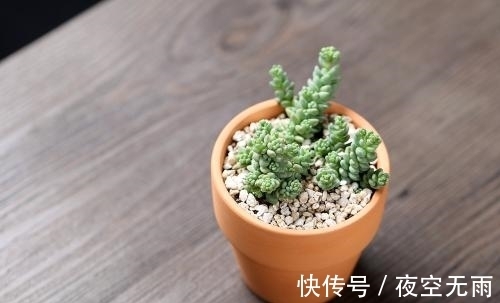 养殖|2种容易爆盆的多肉,这样养,状态更加好
