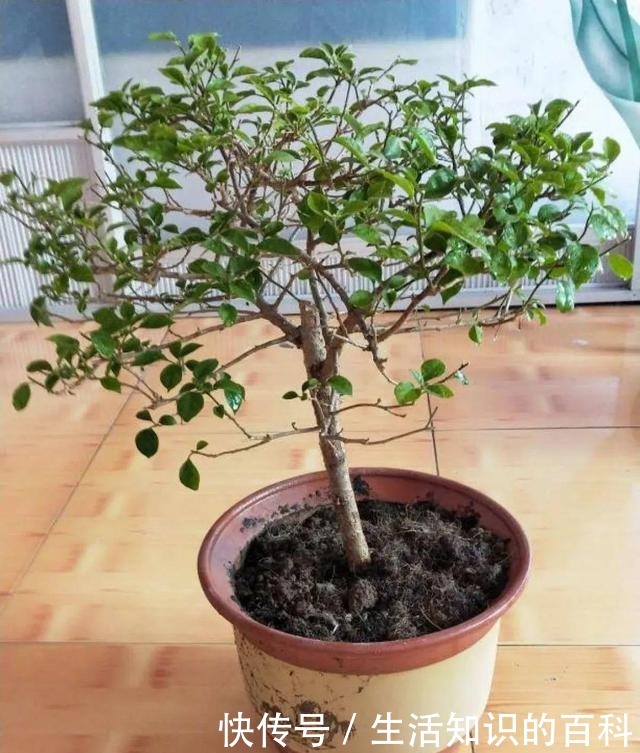 想省心就养这些花，没有病虫害，就爱开花！想省心就养这些花，没有病虫害，就爱开花！