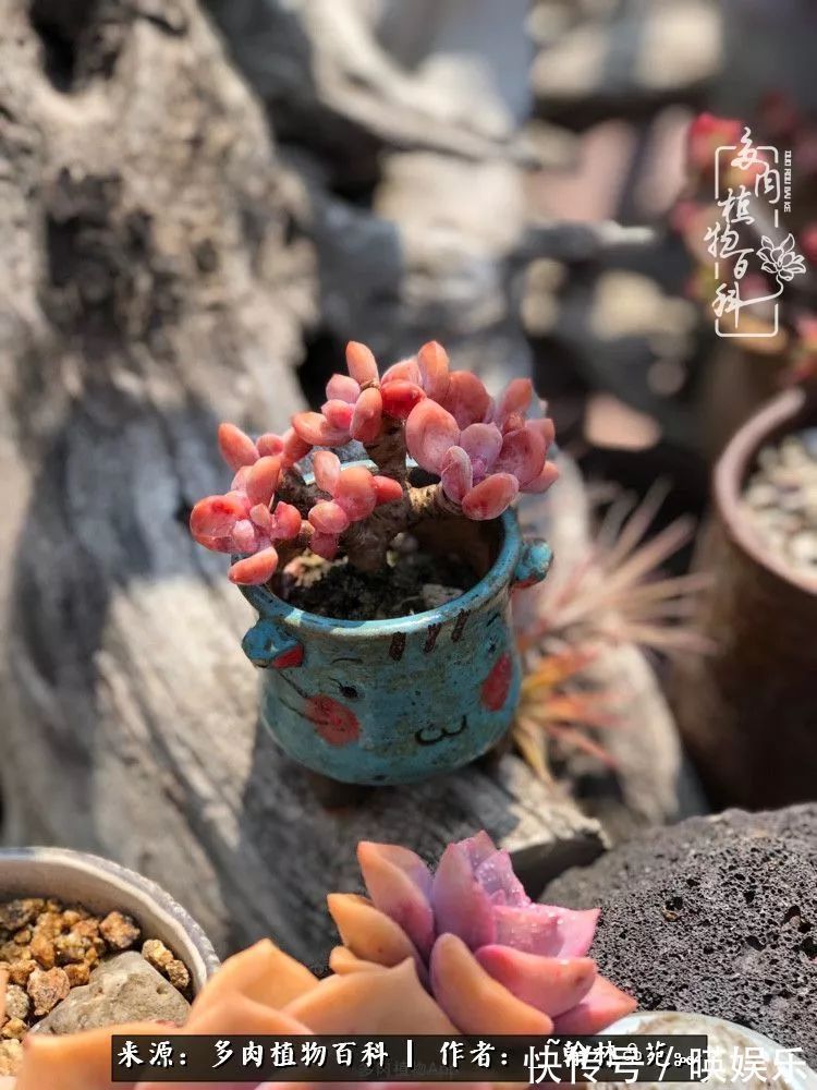 多肉花园梦青春正好,梦想趁早,别坐等自己变老!