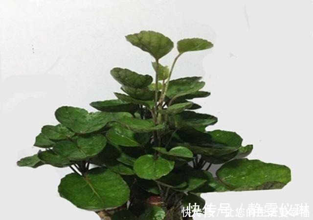 枝干|八种盆栽称为天然盆景,越养越美,越养价值越高、寿命几十年!