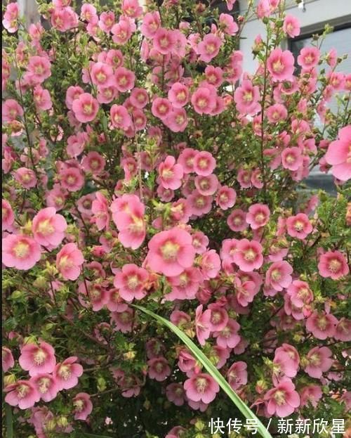 月季|4款艳美的花卉,花大色艳花期长,好养易爆盆,惊艳如花球