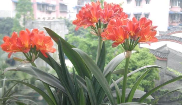 养君子兰“不要等”,盆里加“1物”,快速出箭开出“大花球”