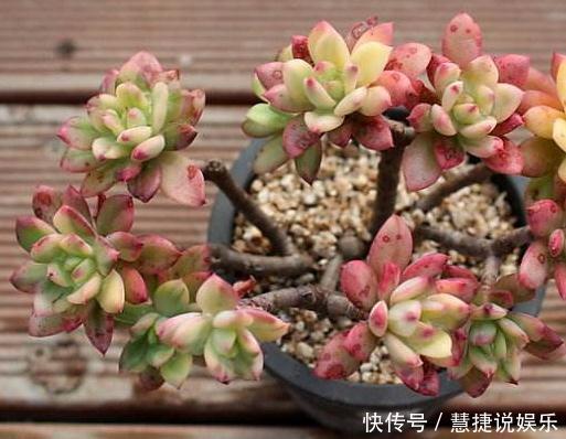 家养多肉,就养这“3种”,叶片肥、颜色艳,养成老桩,价值翻番