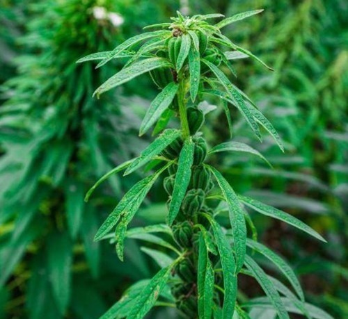 芝麻叶|农村常见的叶子,男士吃了有劲,女士吃了美容,城里人到现在才知