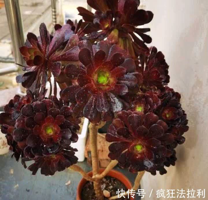 法师|养好多肉法师，记住这2招，长成漂亮茁壮的“手捧花”