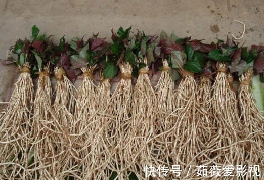 鱼腥草|院子里长出5种草,尽量别破坏了,能赏又能当菜,有人花钱买来种