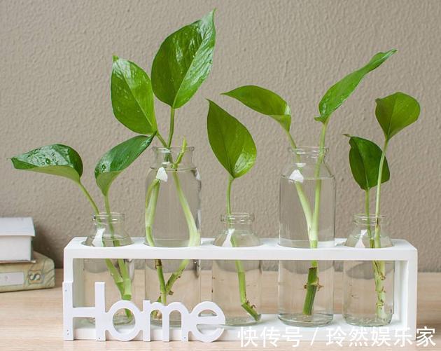 哪种“水”更适合水培绿萝小花匠用这种水,水培绿萝疯长爆盆