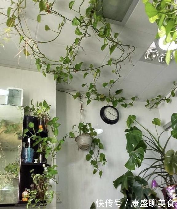 把花养在卫生间，看看我隔壁邻居家，绿萝爬满屋，像热带雨林