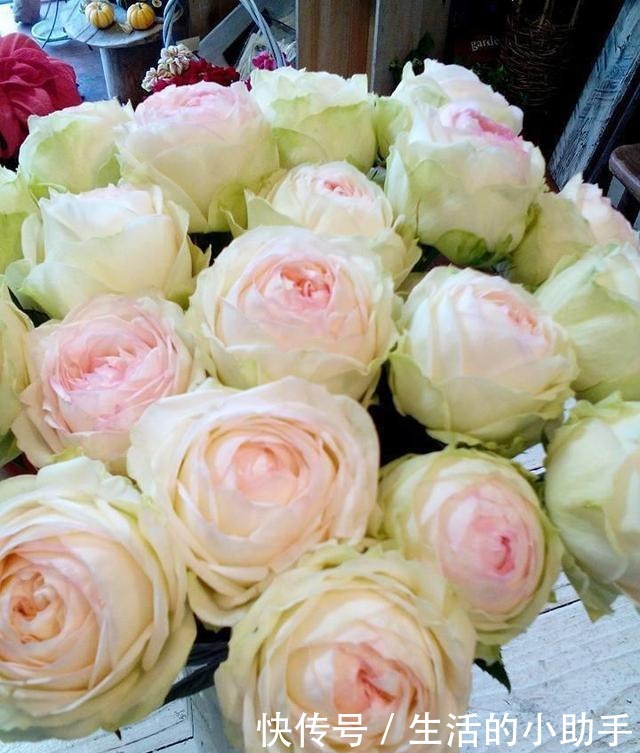 25款包子型月季,花开永不败,大花好养又丰花,新手推荐种植!