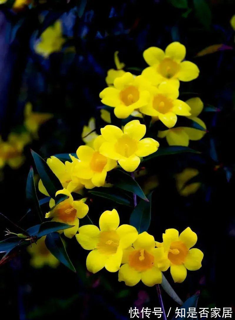 汁液|毒性很强的“网红花”，商家告诉你它有多好看，闭口不提它有多毒