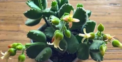 多肉开花会要命?养盆达摩福娘,做到3点,无需犯愁观花赏叶