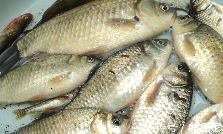 冬天先搞清楚鱼在深水还是在浅水,才能不空军