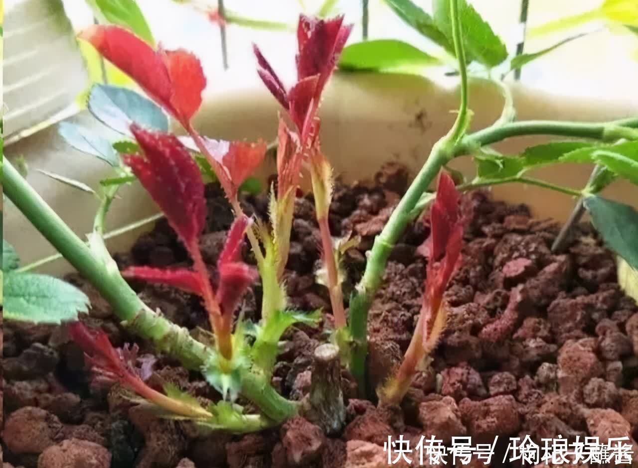 枝条|有3种花，春季绝对不可以修剪，这样才能花苞更多，枝枝有花