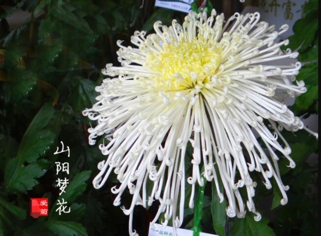 喜欢菊花,不如养盆“菊中珍品”,似雪莲花开,翩翩起舞