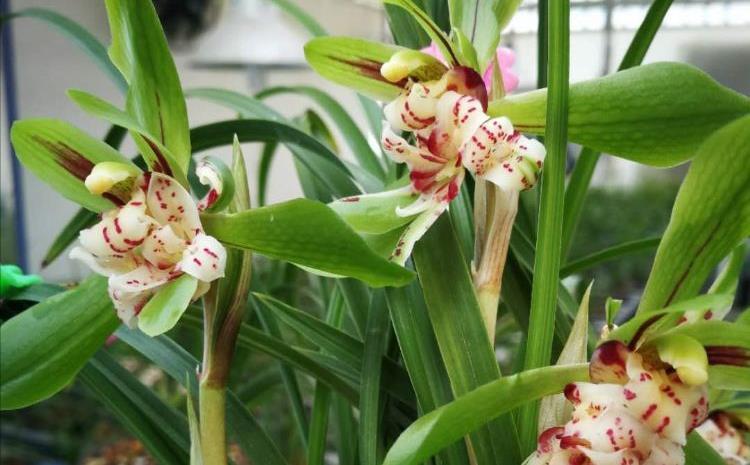 4种自带“体香”的花,花大色艳香气足,阳台养一盆,人人闻香气