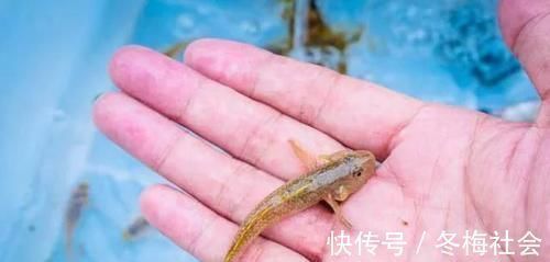 趴地虎|农村河里,一种趴在沙子里的小鱼,以前没人要,如今真是稀少