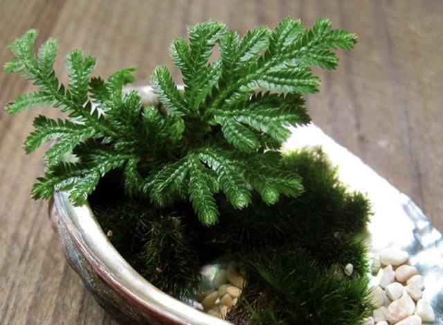 1种野草“很特别”，长在“石缝里”，挖回家种，2年后有价值！