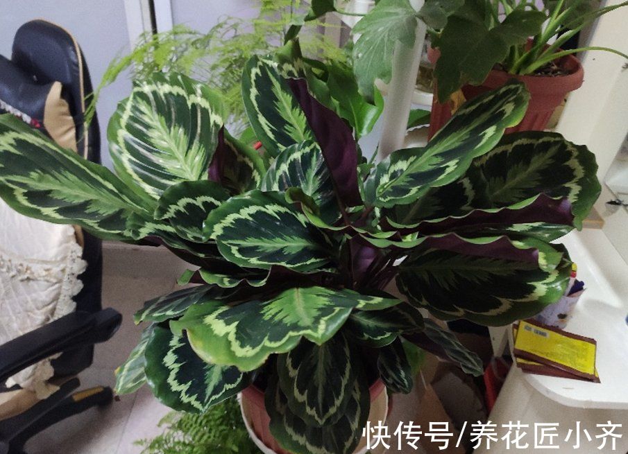 冬天花搬到室内，要记住“三防”，这样才能长势旺盛，开花多