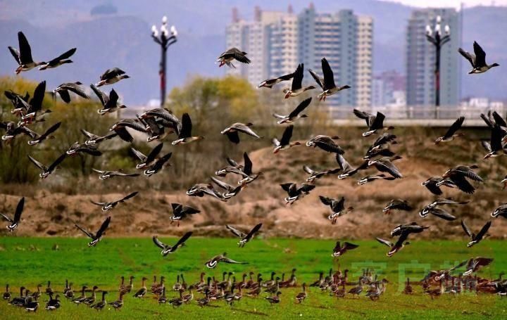 湿地|陆浑湖湿地——鸟儿的乐园