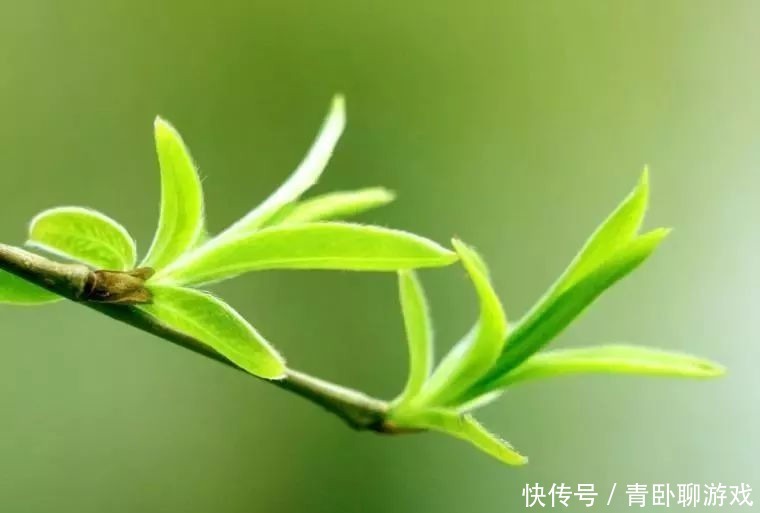 清明前后,無論貧富多吃 “樹上5寶”,季節性很強,錯過等明年